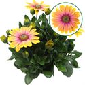 Bild von Osteospermum  P12 Bonita